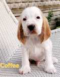 Cocker spaniel angielski biało-rudy