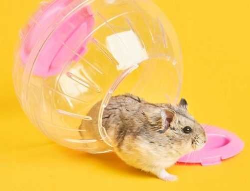 Duża kula kołowrotek dla chomika myszy transparentna 145mm