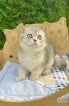 Коштик рідкісного окрасу
