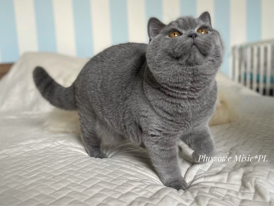 Reproduktor Kot Brytyjski BSHa