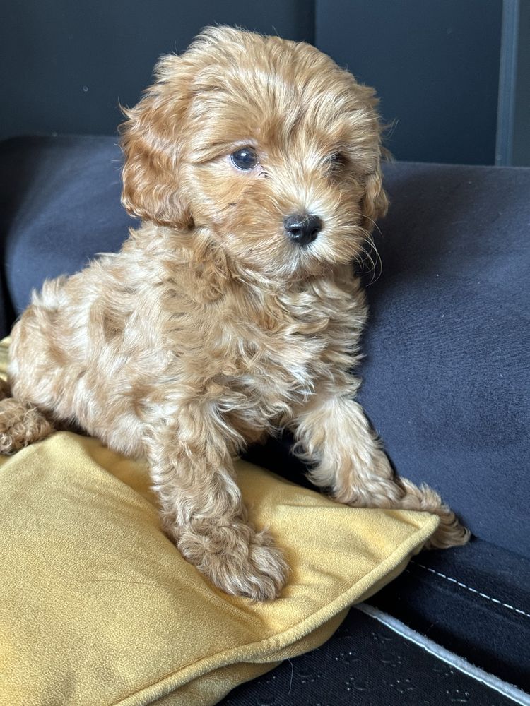 Cavapoo f1 B ostatni  piesek