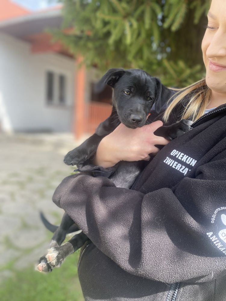 Ostatni z rodzeństwa, 2-miesięczny szczeniak w schronisku