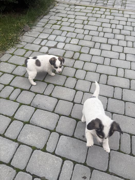 Безкоштовно Віддам песиків(дівчатка)