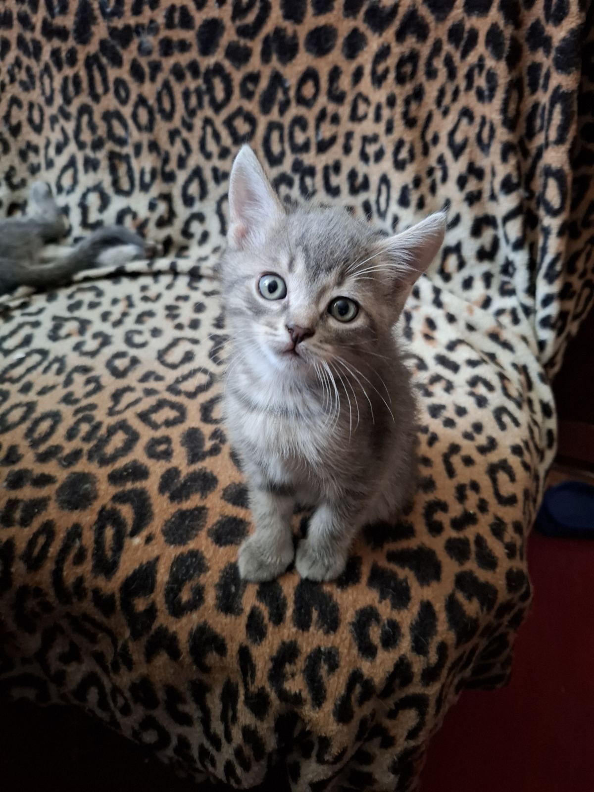 Кошечка кошеня дівчинка сіра кот котёнок кошка полосаті