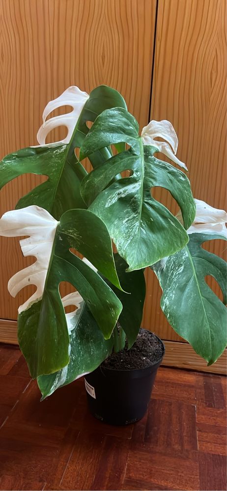 Planta Monstera variagata albo