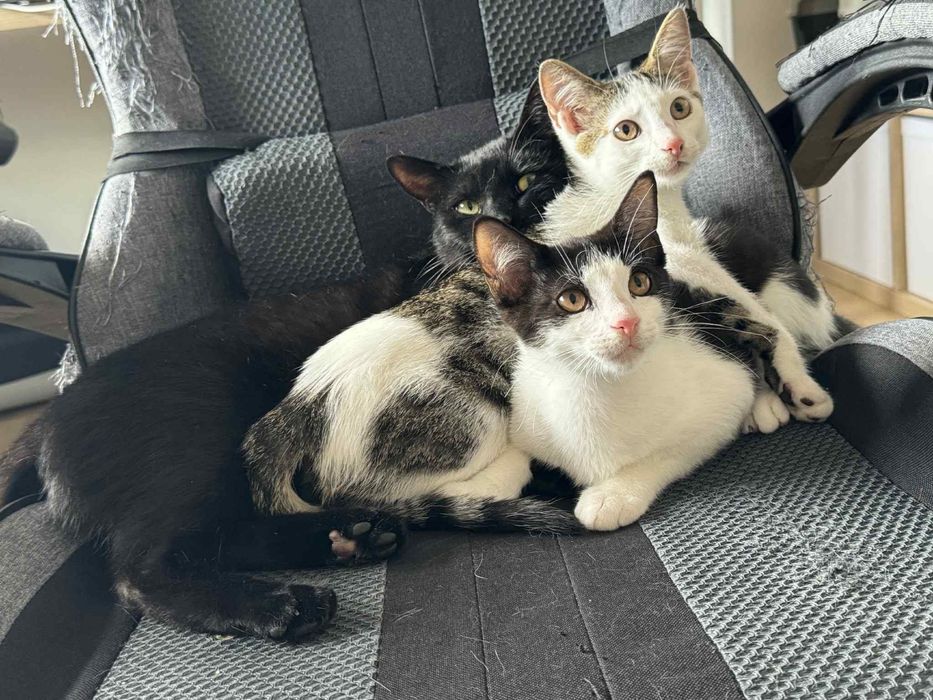 Dwa cudowne kociaki polecają się do adopcji!