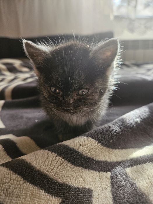 Oddam Kocięta po brytyjskim