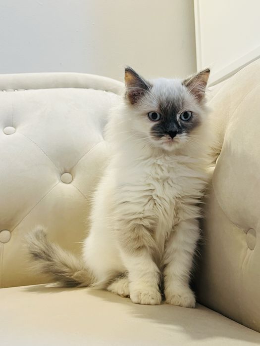 Munchkin kotka o długich łapkach!!! Cudowny charakter !!! PZF