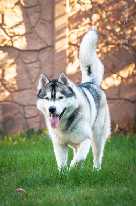 Мальчик для Вязки Сибирский Хаски