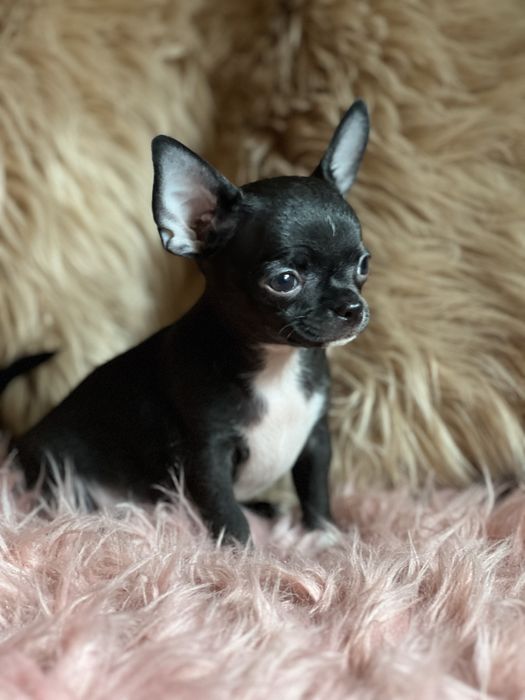 Chihuahua śliczny piesek