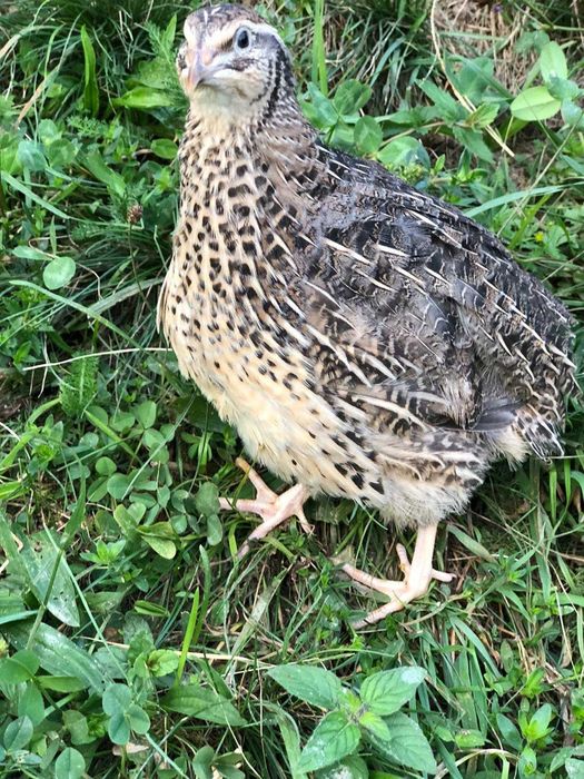 Перепілки  рахів