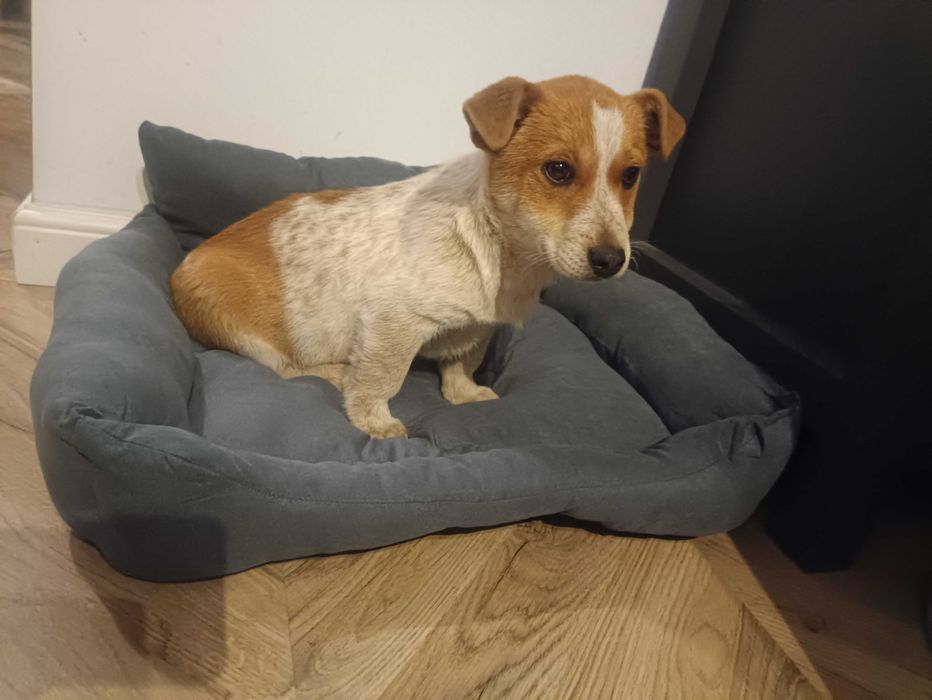 Śliczny piesek do oddania w dobre ręce