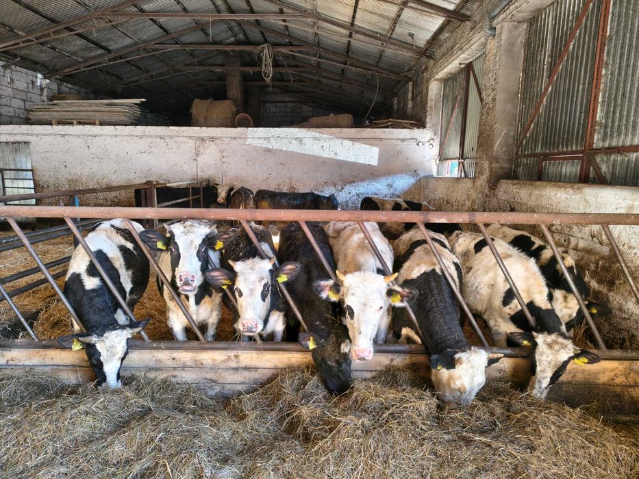 Jałówki pod zacielenie