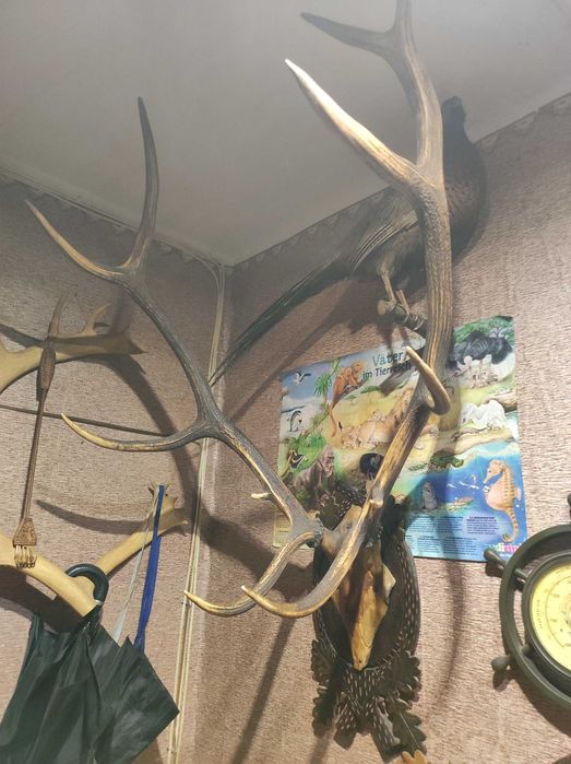 Продам роги оленя, косулі,лані,сайгак