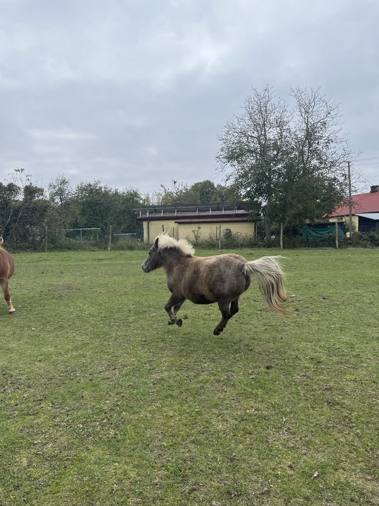 tarantowata kucka