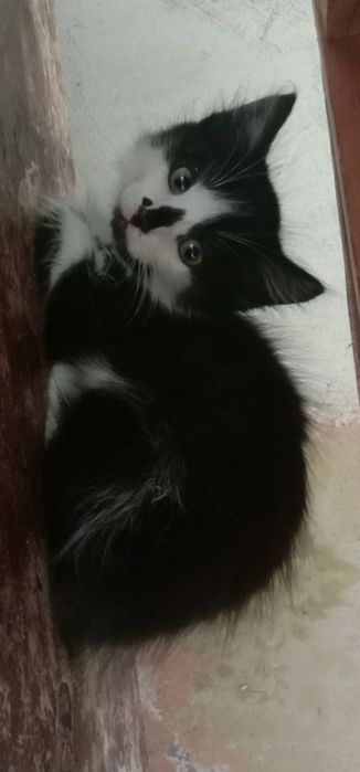 Котенок в хорошие руки. Котята даром. Кот. Котик бесплатно