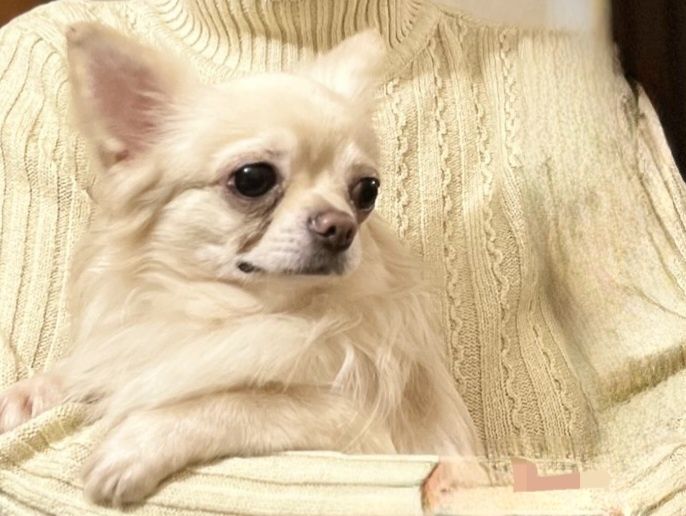 Шикарний кавалер чихуахуа.