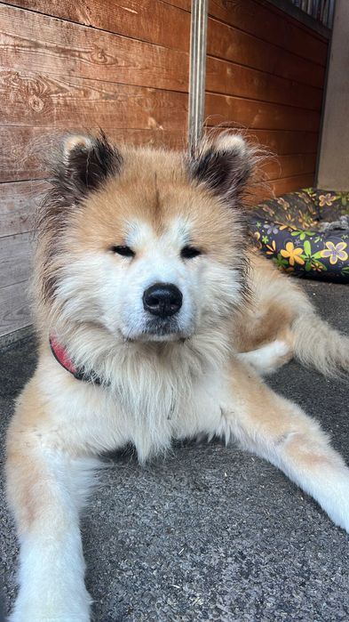 Piękny Akit szuka domu