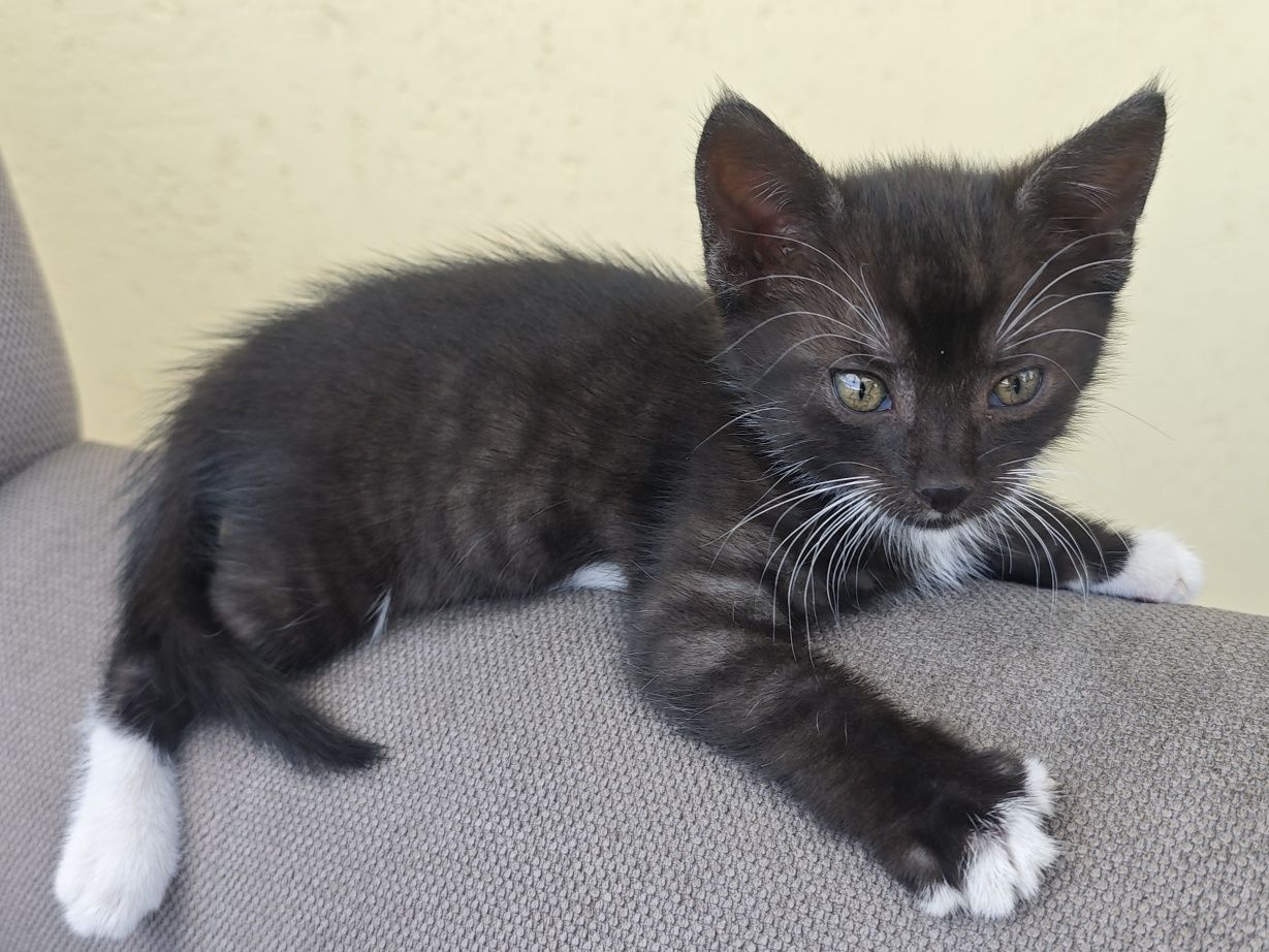 Oddam za darmo kocurka kota Kotek do adopcji