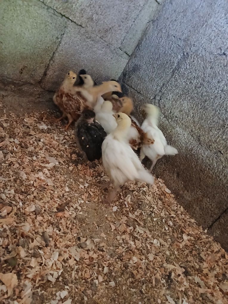 Pintos de varias idades