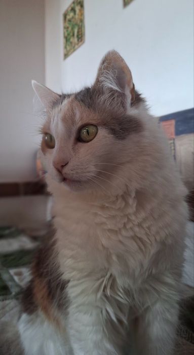 Віддам в добрі руки дуже милу кицю