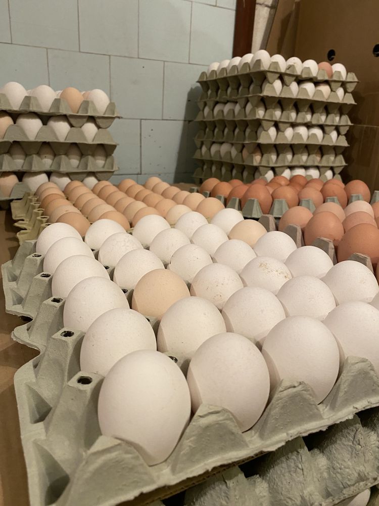 Świeże jaja w super cenie z dostawa gratis!!!
