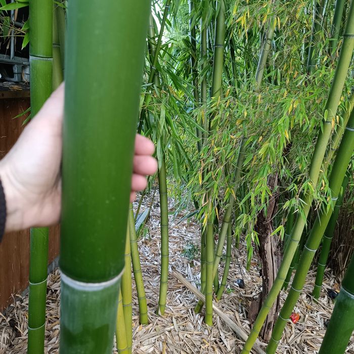 Bambus ogrodowy Phyllostachys Shanghai 3