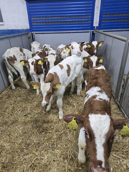 Cielęta, cielaki, byczki oraz jałówki mięsne, MM,MS,HF transport