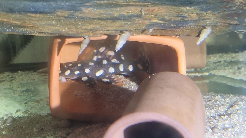 Scobinancistrus raonii L82 Opal Spot Pleco