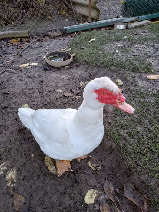 Kaczki francuskie indyczki