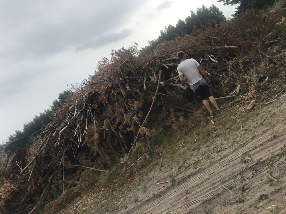 Wycinka drzew, czyszczenie działek. Skup drewna.