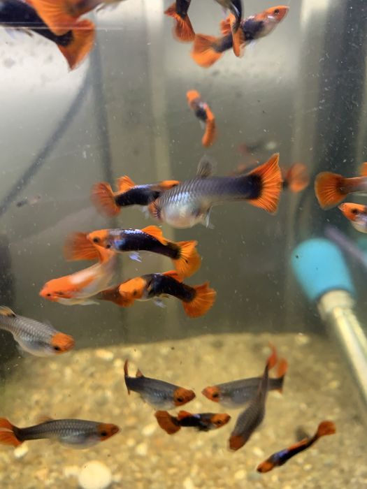 Guppys machos koi  2,50€ cada