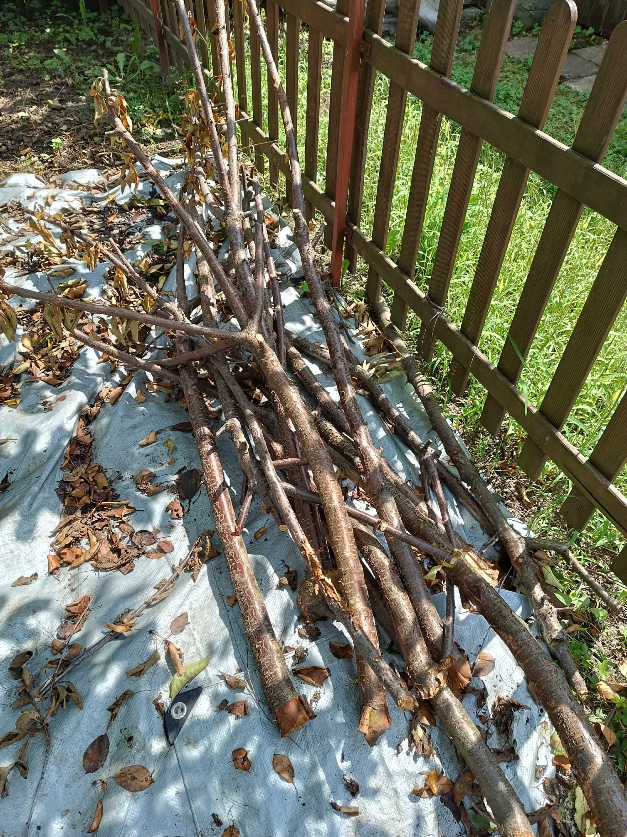 Gałęzie ścięte drewno oddam