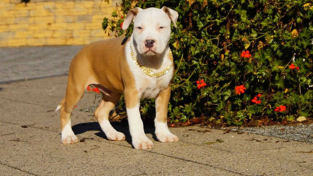 Lolek, błękitno-płowy szczeniak Amstaff z rodowodem do odbioru