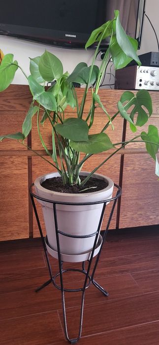 Kwiat monstera duży