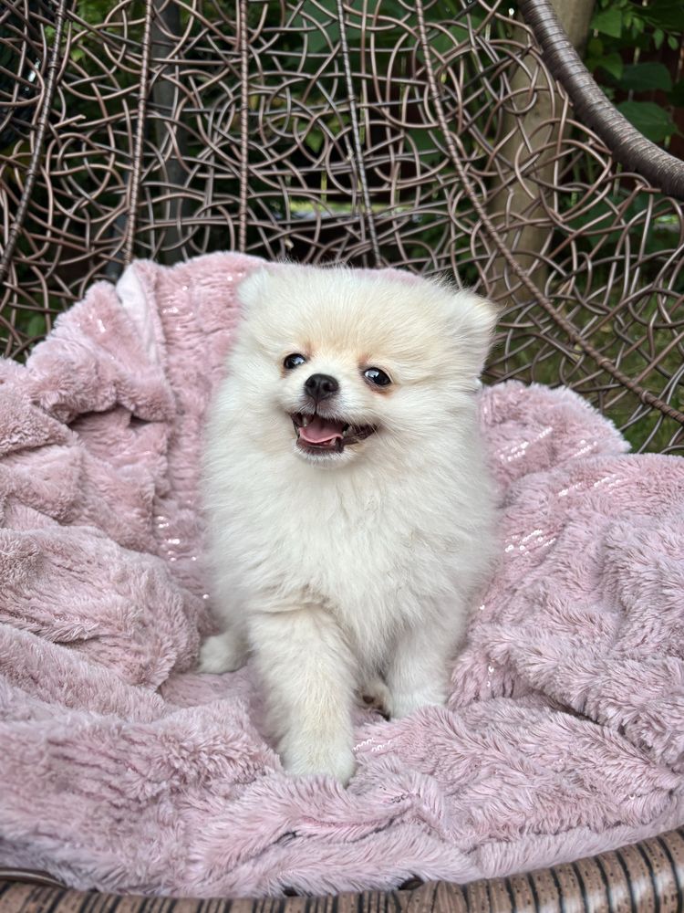 Pomeranian, piesek