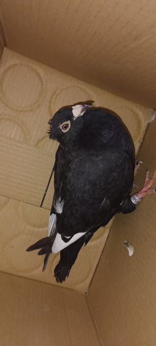 Pombos correios para venda devidamente anilhados com os respectivos ca