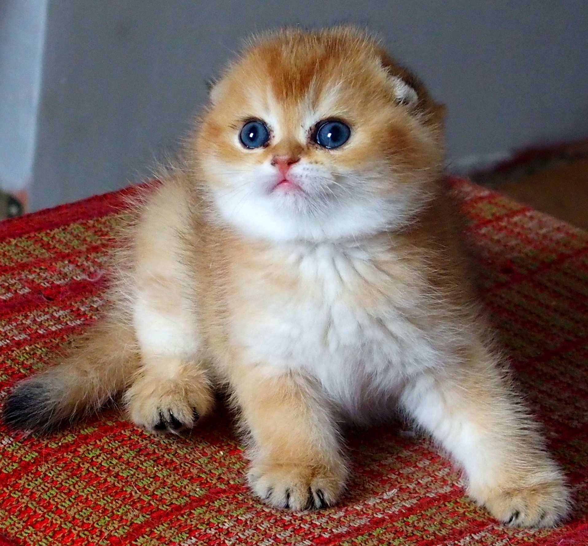 Kot Szkocki Zwisłouchy PZF. WCF Scottish Fold Złota Szynszyla