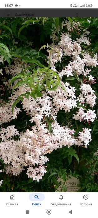 Жасмін поліантовий