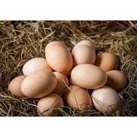 jajka wiejskie od rolnika- od szczęśliwych kur