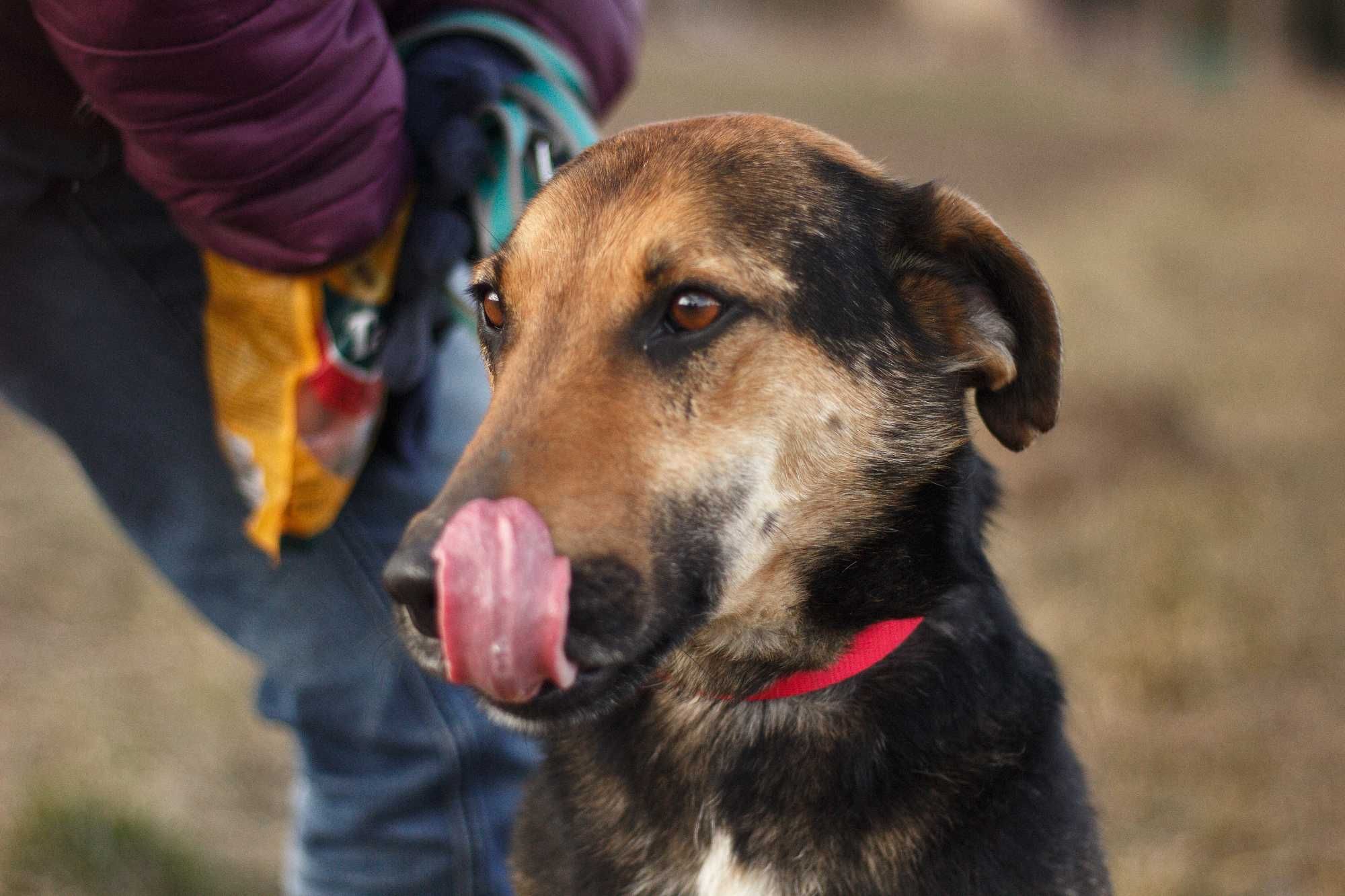 Suczka DODO - Schronisko Canis w Kruszewie