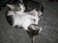 Doar gatinhas  com 2 meses
