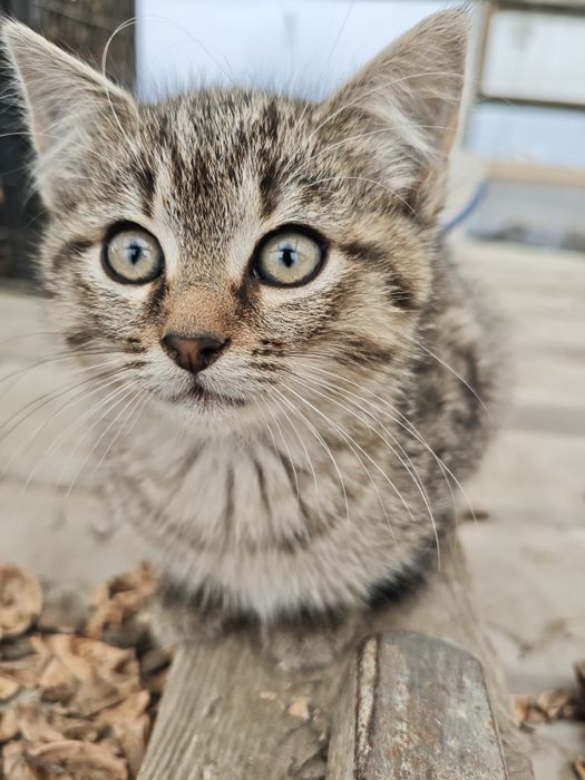 Шотландські кошенята