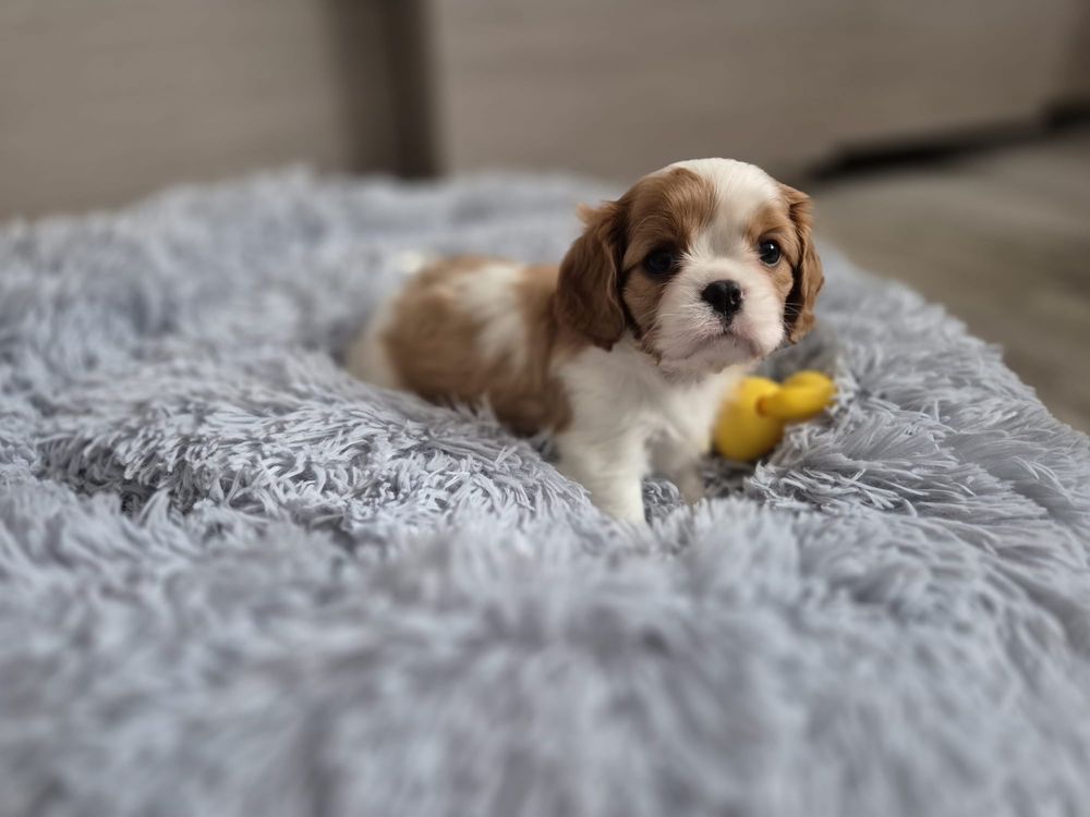 Cavalier King Charles Spaniel - suczka blenheim