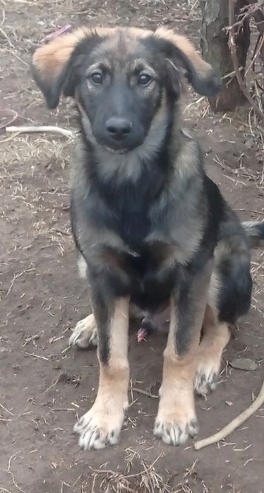 Цуценя Кінг у пошуку родини.
