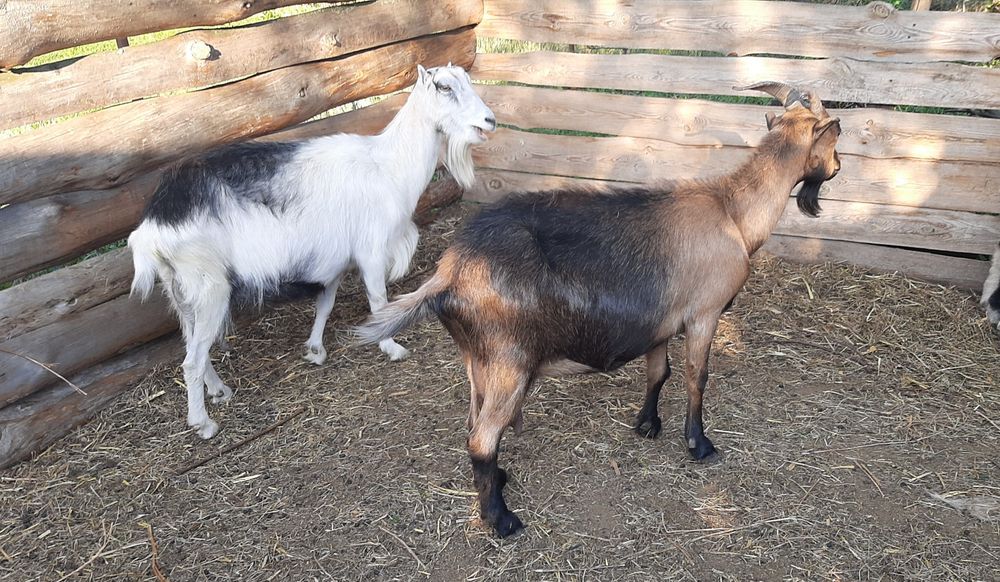 Дойные козы Ламанча