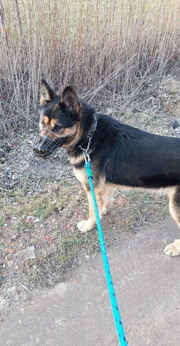 Owczarki belgiski/niemiecki