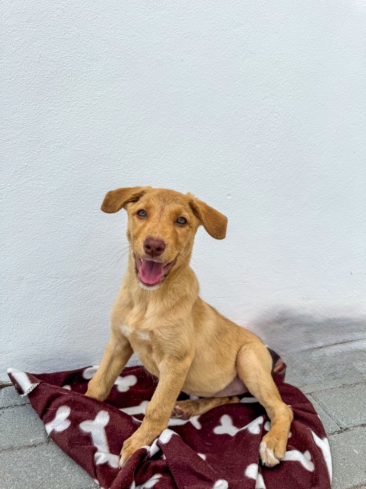 Marte, Vénus e Terra - 3 meses, porte médio