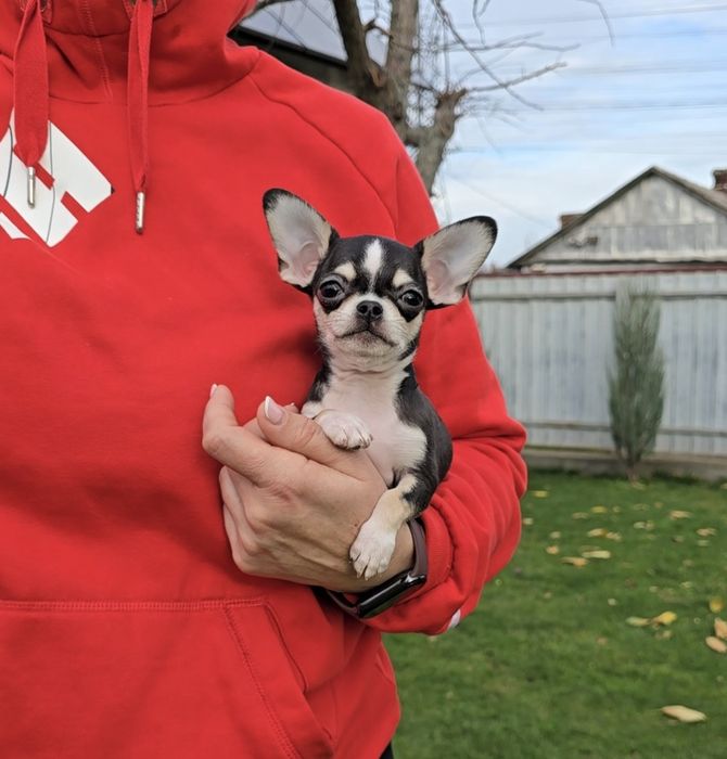 Надзвичайні красунчики чихуахуа.