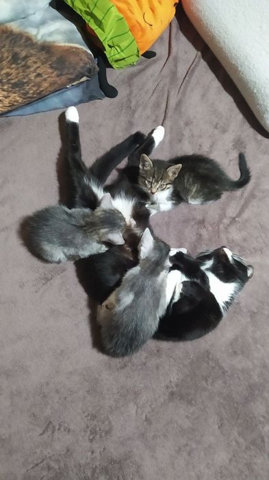 Кошенята в добрі руки.